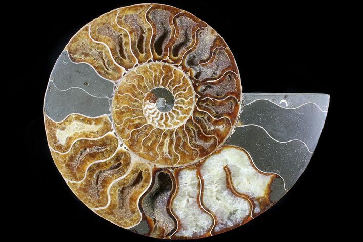 Cut Ammonite Fossil (Half) - Agatized #79162